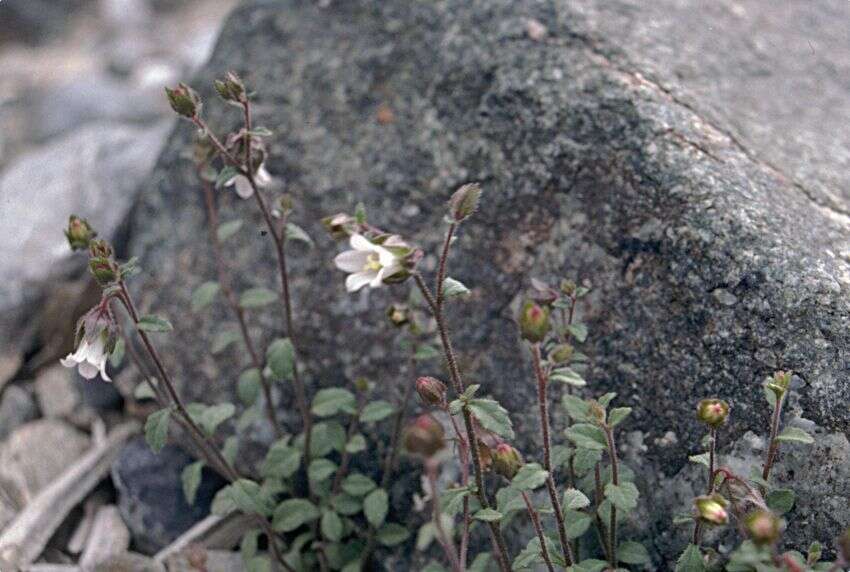 Imagem de Campanula pallida Wall.