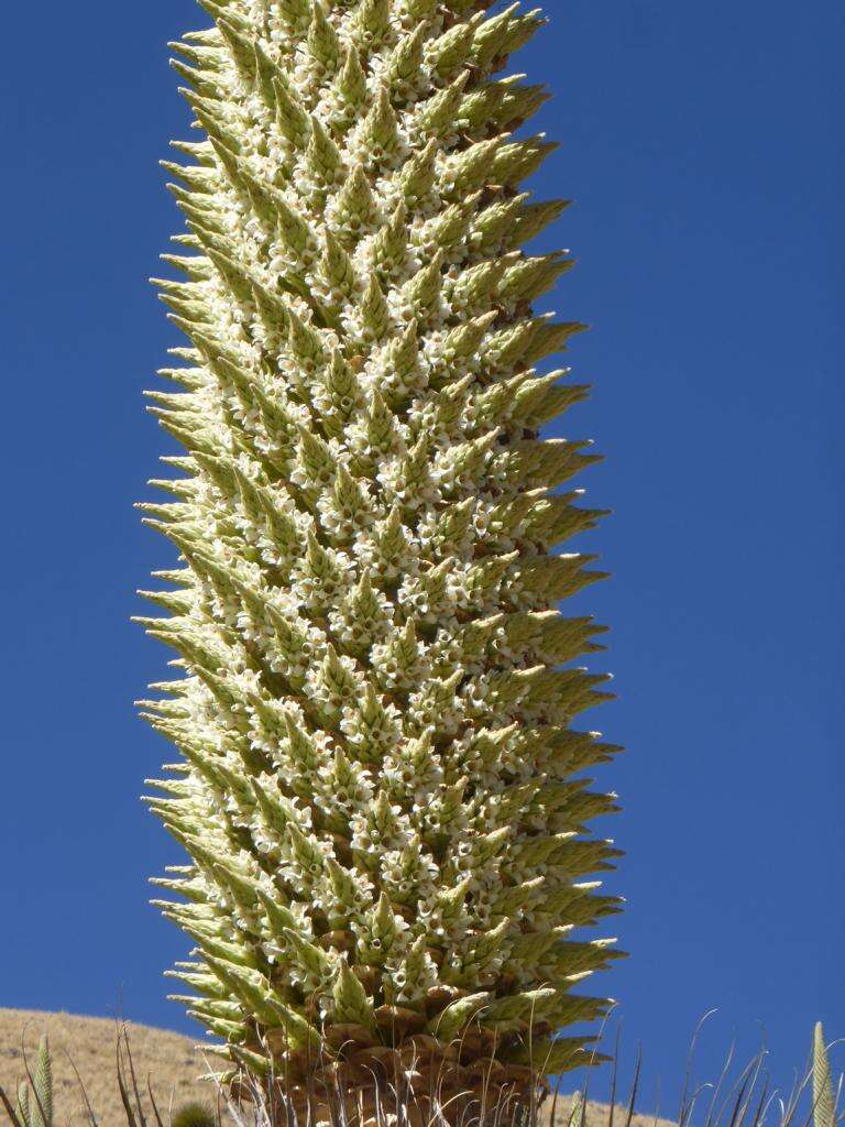 Image de Puya raimondii Harms