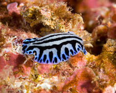 Phyllidiopsis sphingis Brunckhorst 1993 resmi