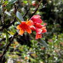 Image of Rhododendron rarilepidotum J. J. Smith