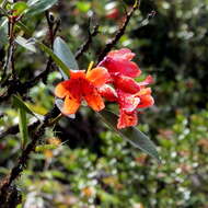 Imagem de Rhododendron rarilepidotum J. J. Smith