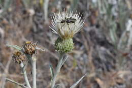 Cirsium ciliolatum (Henderson) J. T. Howell的圖片