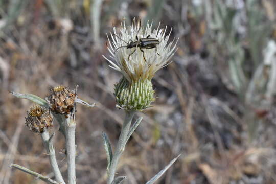 Image of Ashland thistle