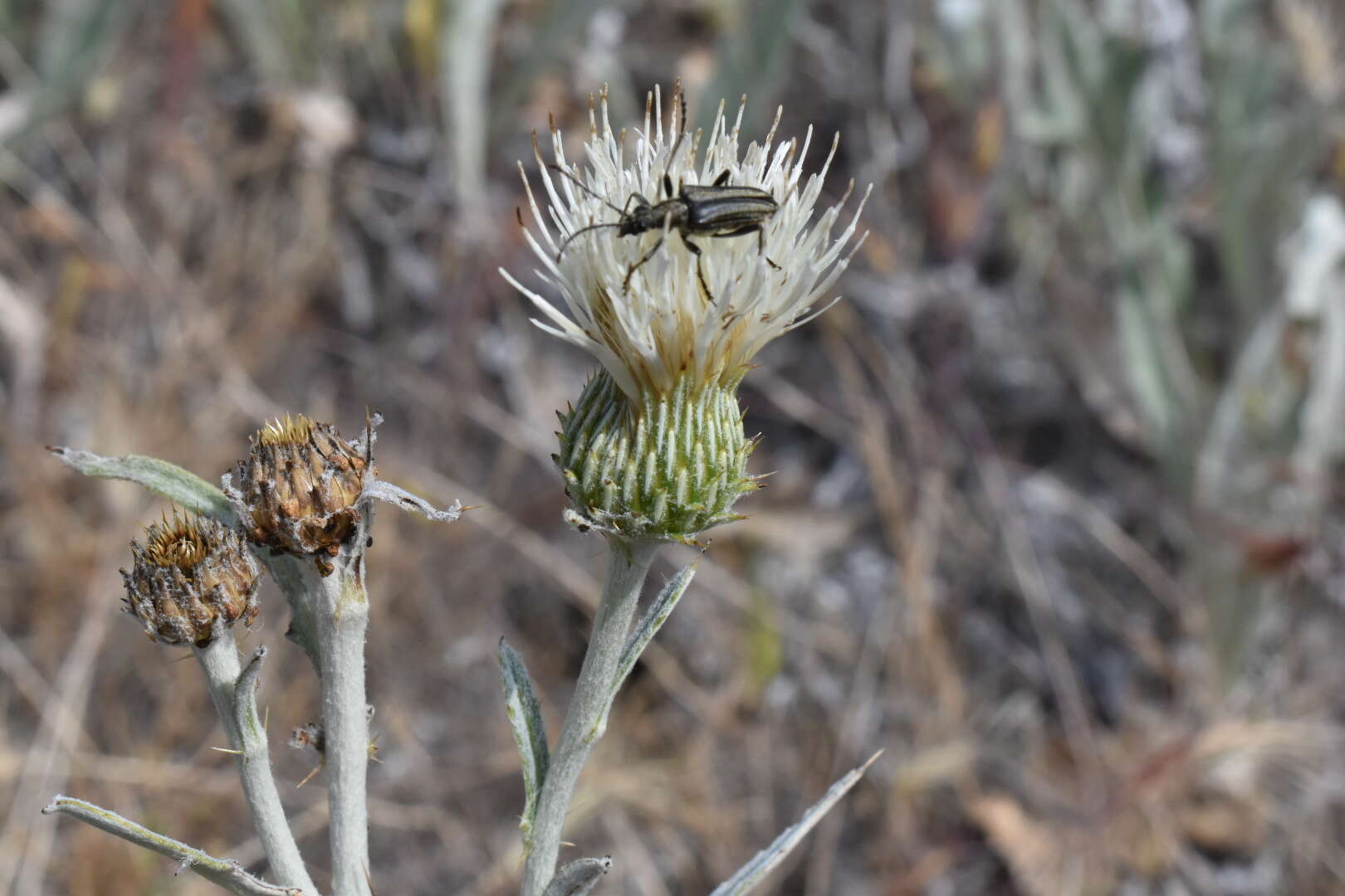 Cirsium ciliolatum (Henderson) J. T. Howell的圖片