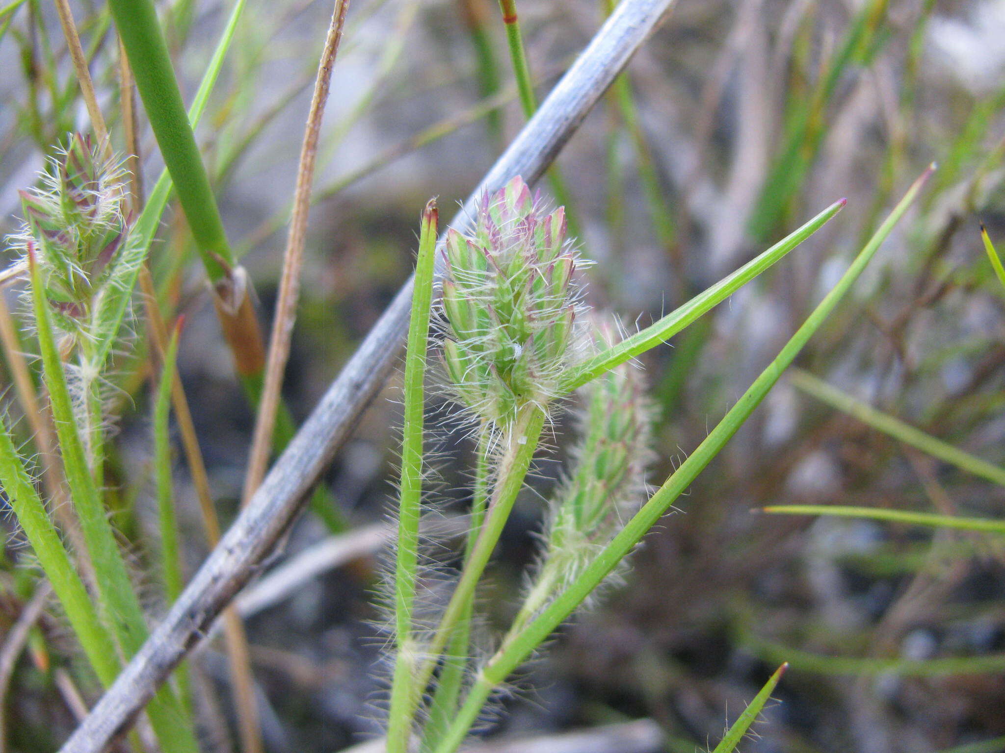 Sivun Tribolium brachystachyum (Nees) Renvoize kuva