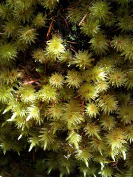 Image of Pulchrinodus inflatus B. H. Allen 1987