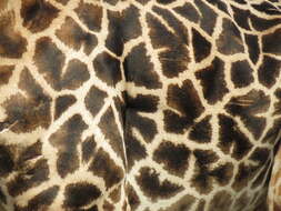 Image of Rhodesian giraffe