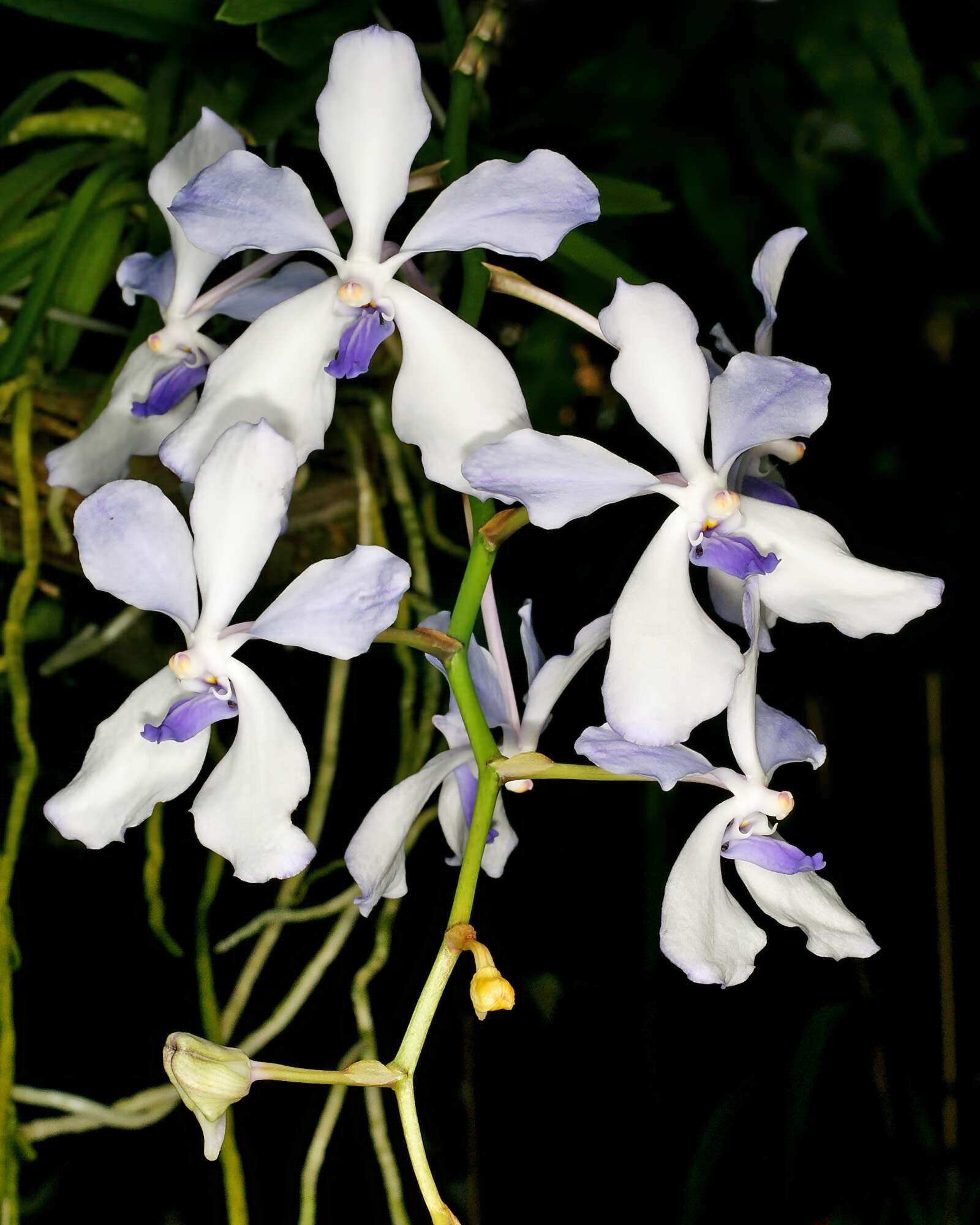 Image of blue orchid