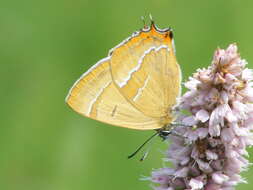 Image of Brown Hairstreak