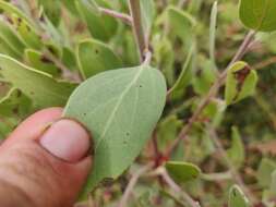 Слика од Arctostaphylos glandulosa subsp. zacaensis (Eastw.) P. V. Wells