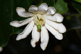 Image de Anthocleista grandiflora Gilg