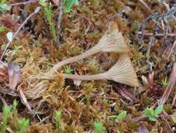 Image of Arrhenia sphagnicola (Berk.) Redhead, Lutzoni, Moncalvo & Vilgalys 2002