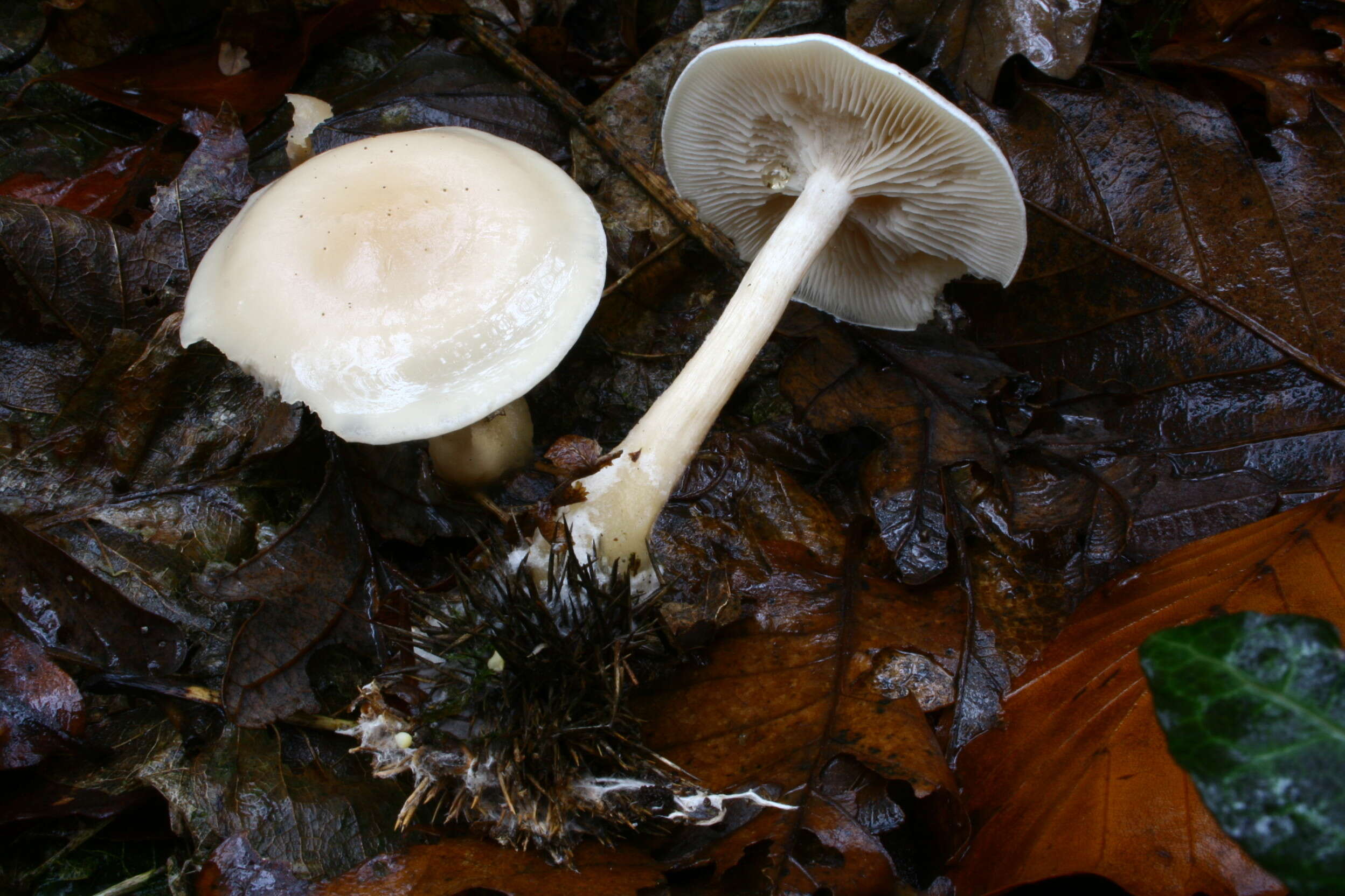 Image of Clitocybe