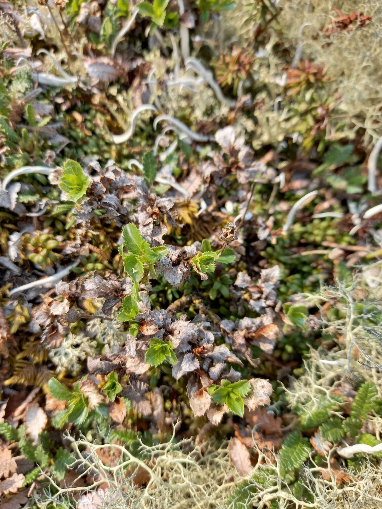 Image of Salix berberifolia subsp. tschuktschorum (A. Skvorts.) Worosch.