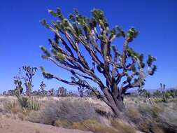 Слика од Yucca brevifolia Engelm.