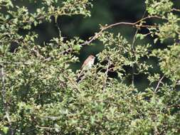 Image of Red-backed Shrike