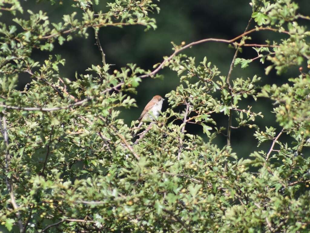 Image of Red-backed Shrike