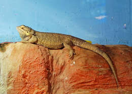 Image of Central bearded dragon