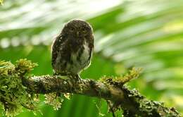 Image of Costa Rican Pygmy Owl