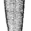 Image de Linguatula serrata Frölich 1789