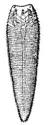 Image de Linguatula serrata Frölich 1789