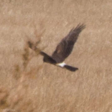 Image of Northern Harrier