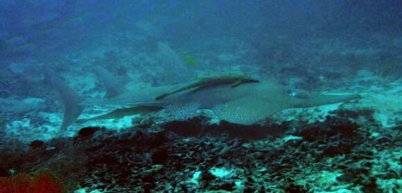 Image of White-spotted Guitarfish