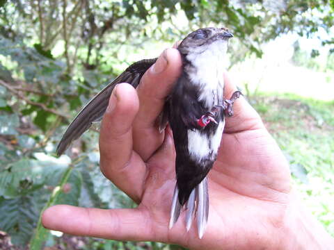 Image of White-tipped Swift