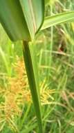 Image of Cyperus digitatus subsp. auricomus (Sieber ex Spreng.) Kük.