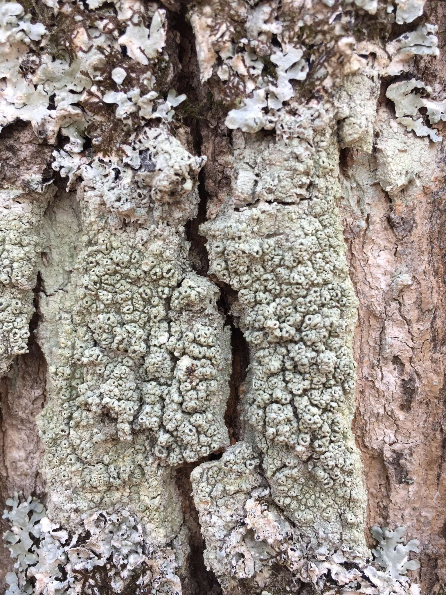 Image of pore lichen