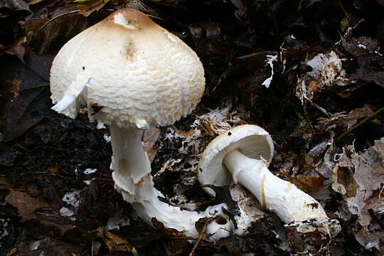 Lepiota ignivolvata Bousset & Joss. ex Joss. 1990 resmi