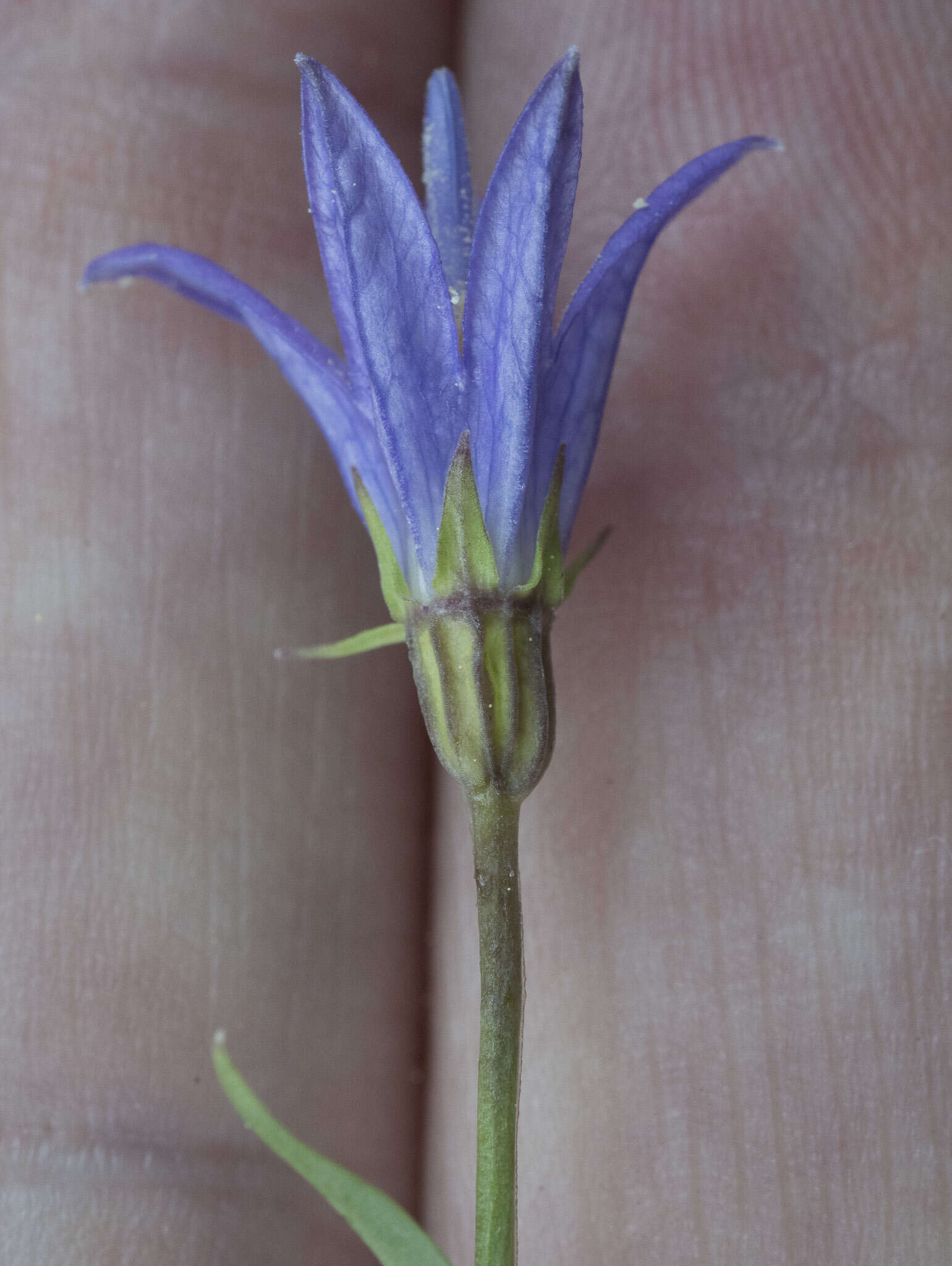 Image de Campanula wilkinsiana Greene