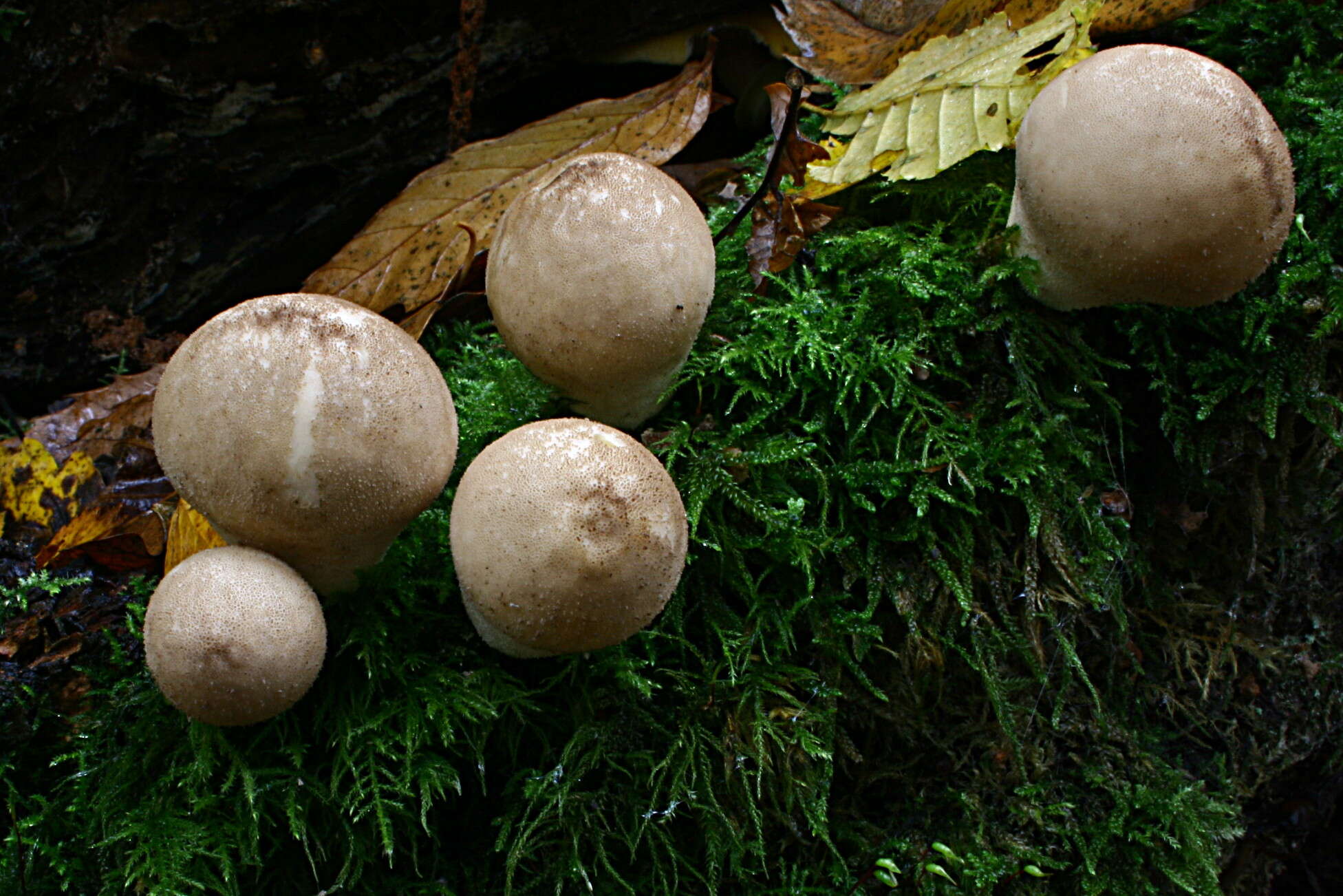 Imagem de Lycoperdon pyriforme Schaeff. 1774