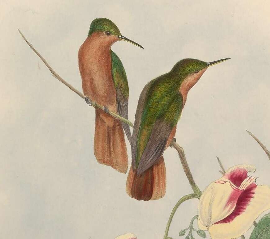 Image of Rufous-breasted Sabrewing