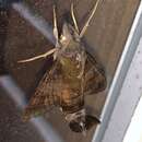 Image of <i>Macroglossum <i>corythus</i></i> corythus