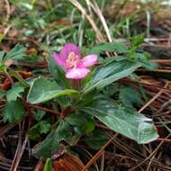 Image of Oenothera deserticola (Loes.) Munz