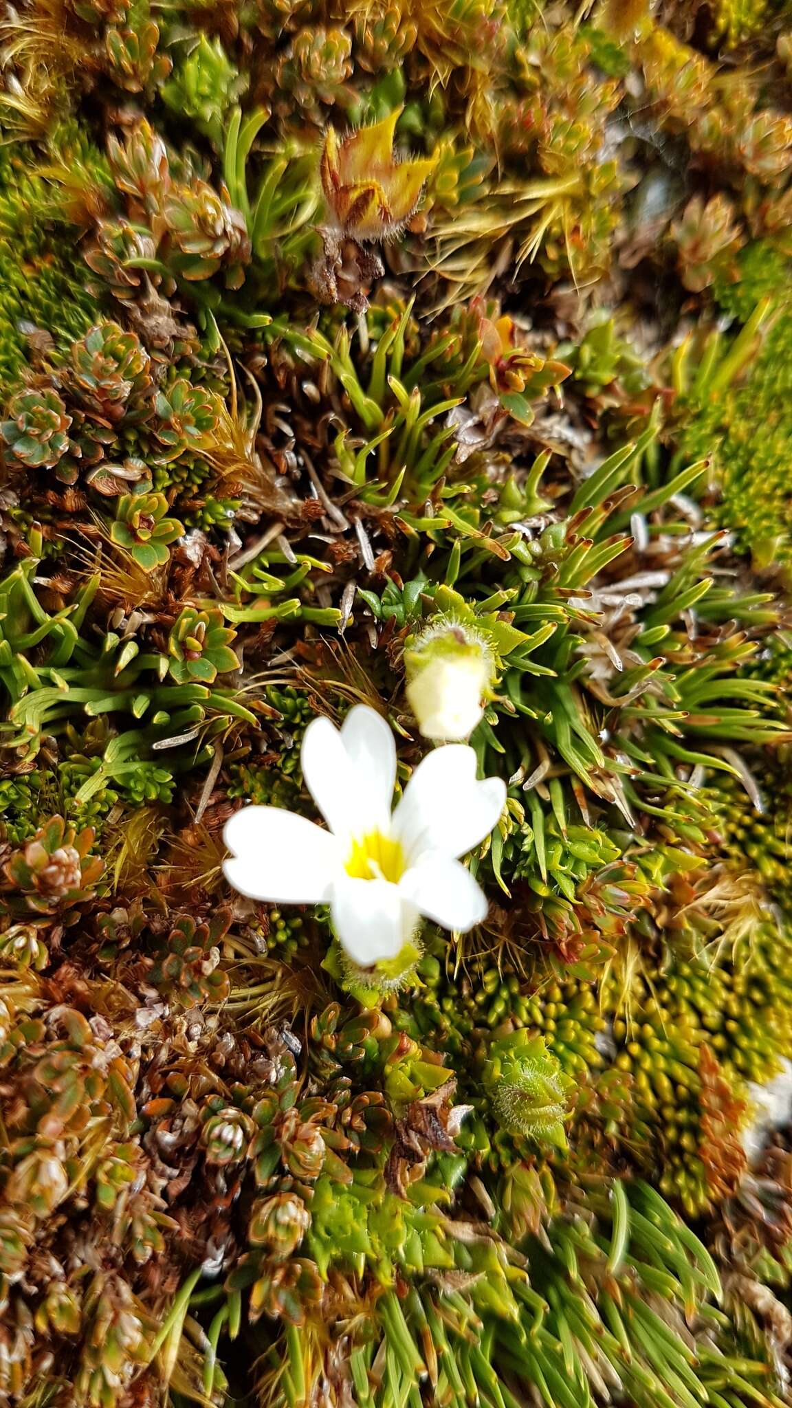 Image of Euphrasia townsonii Petrie