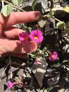 Image of annual redspot monkeyflower