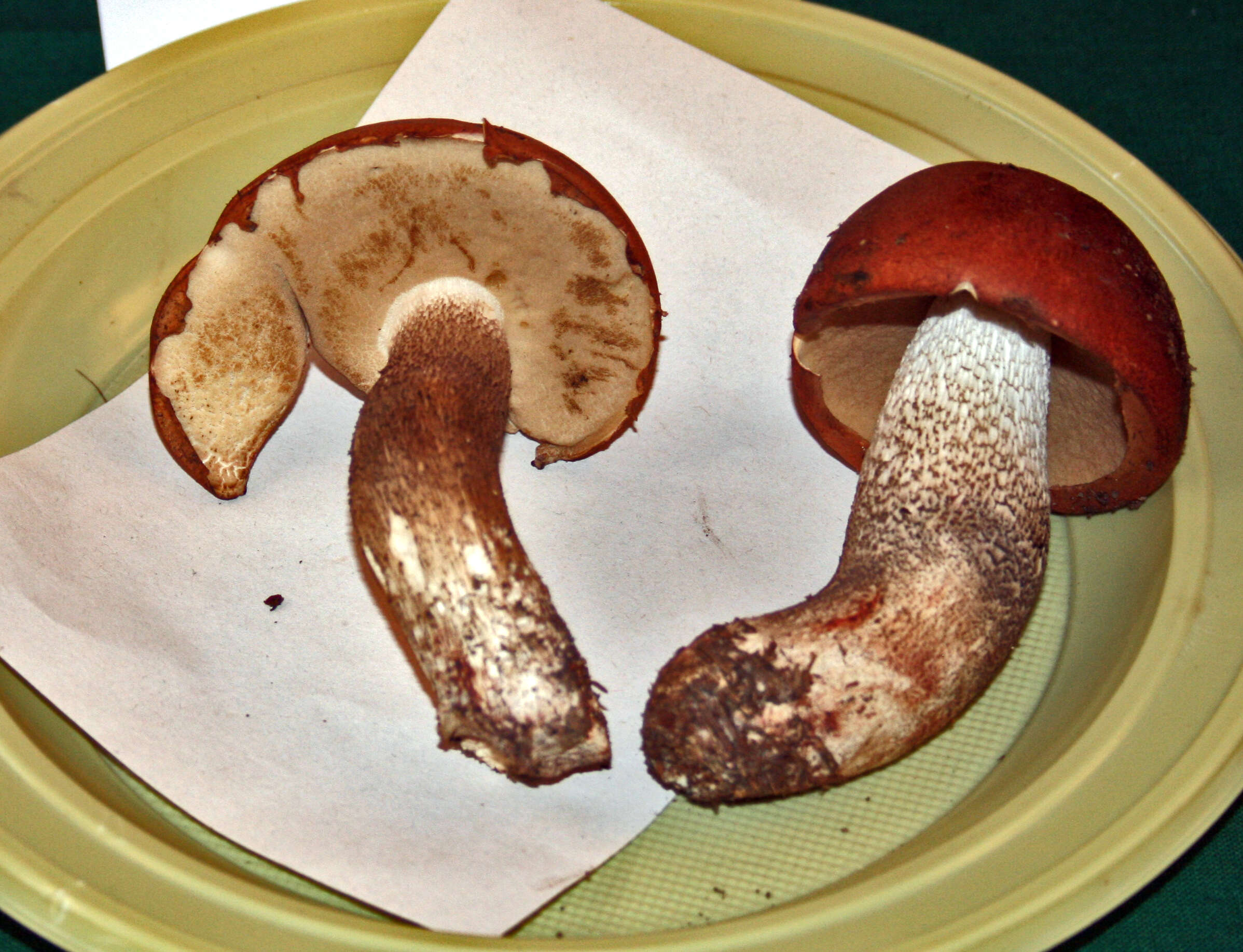 Image of Leccinum vulpinum Watling 1961