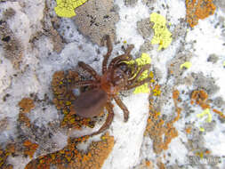 Image of Calathotarsus simoni Schiapelli & Gerschman 1975