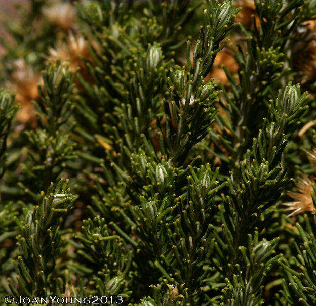 Imagem de Helichrysum hamulosum DC.