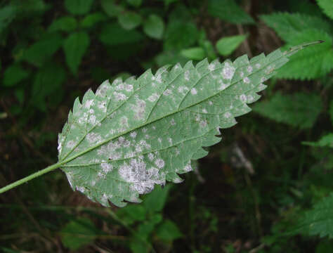 Image of Pseudoperonospora urticae