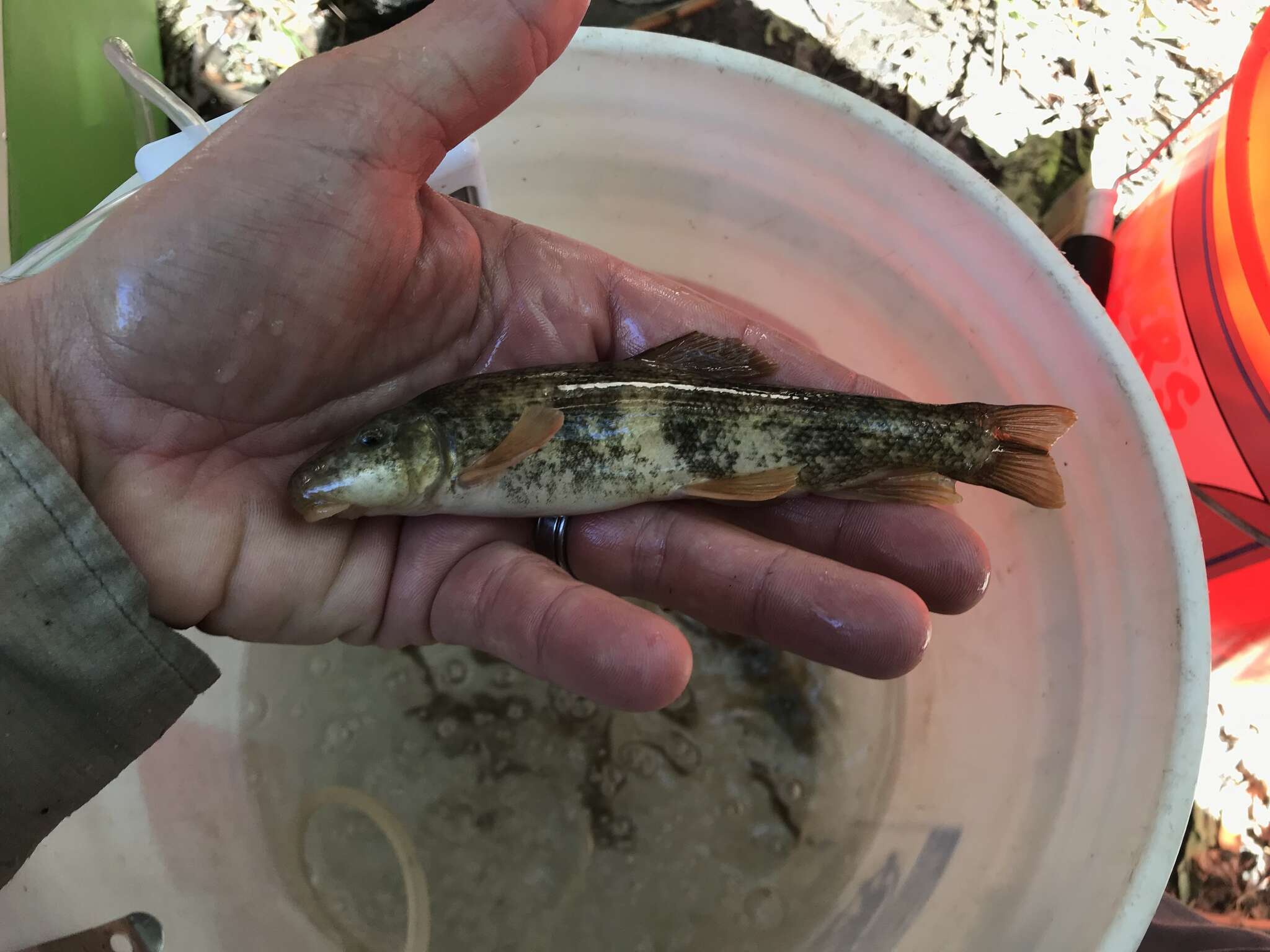 Catostomus santaanae (Snyder 1908) resmi