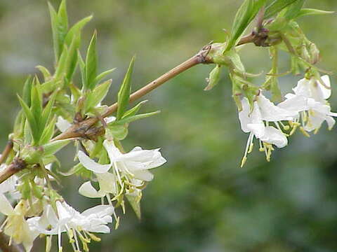 Image of sweet breath of spring