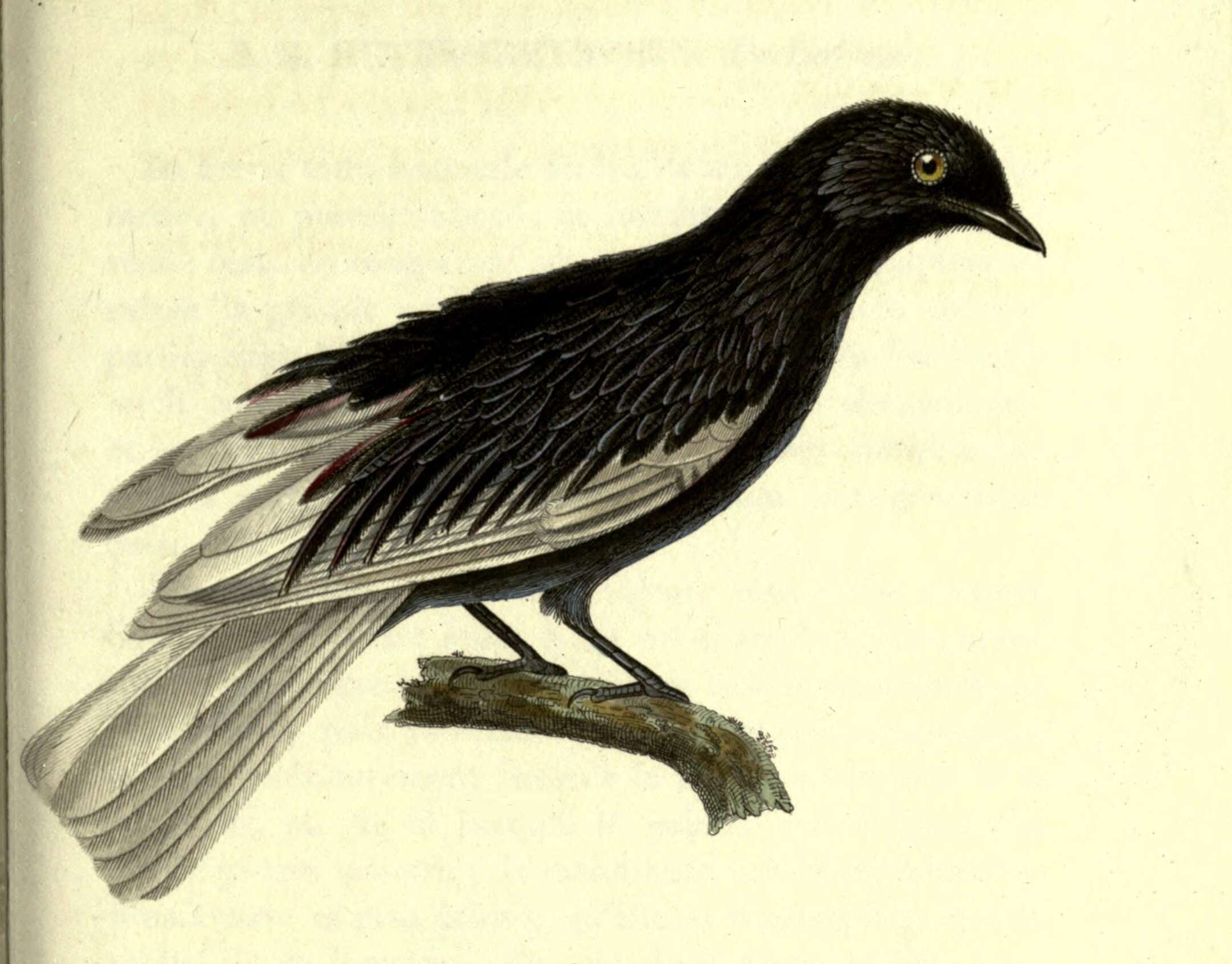 Image of White-tailed Cotinga