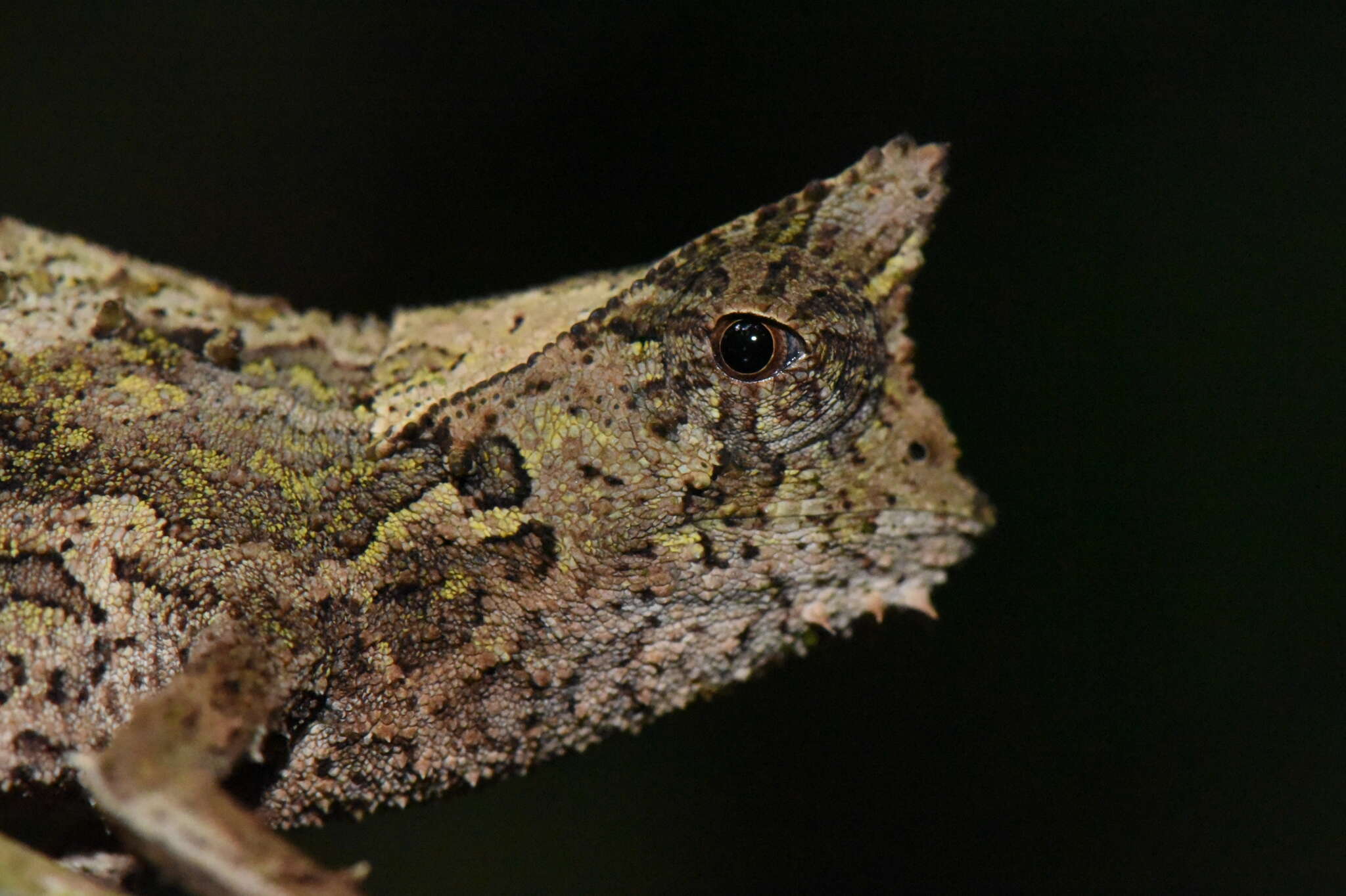 Image of Perinet Leaf Chameleon