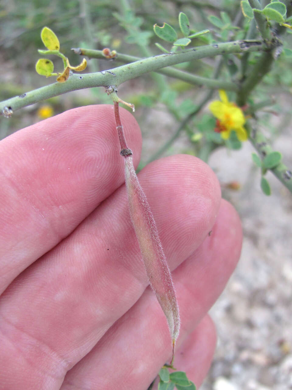 Image of Texas paloverde