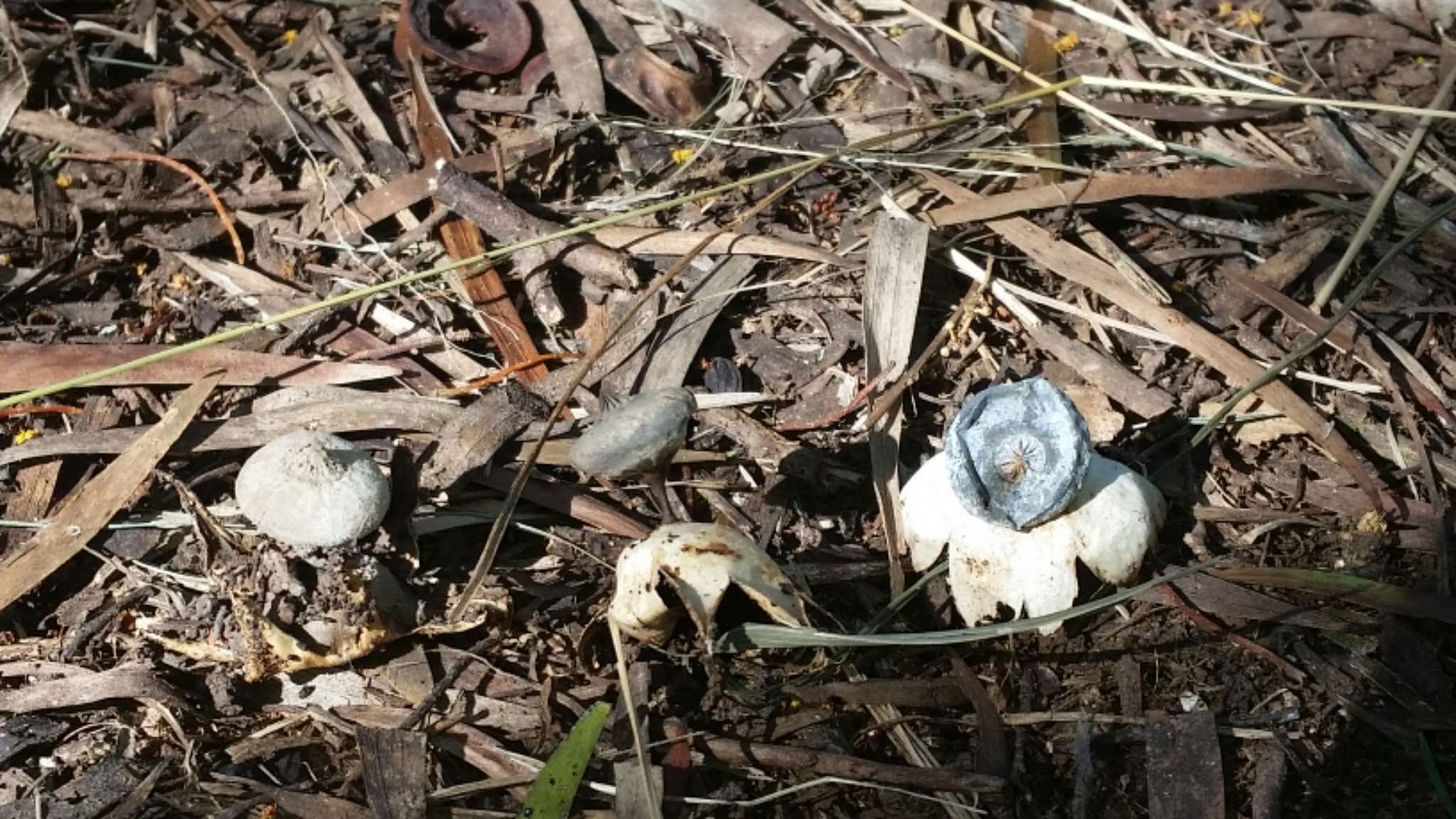 Image of Beaked Earthstar