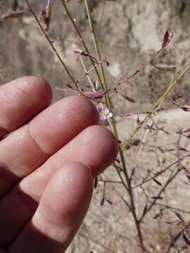 Image of Shockley's evening primrose