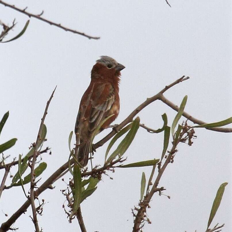 Слика од Sporophila cinnamomea (Lafresnaye 1839)